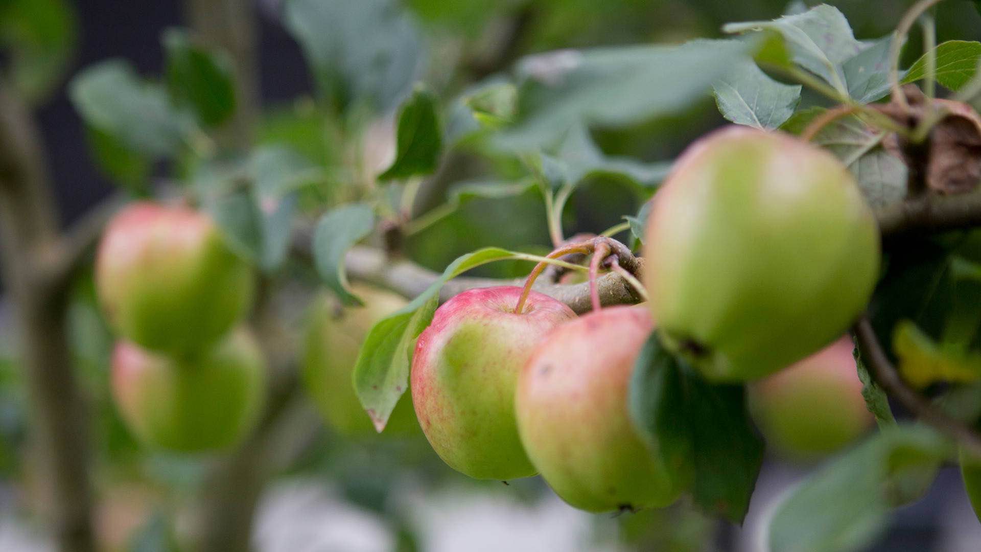 B&B Logeren aan de brink