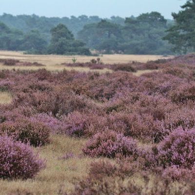 Veluwse heide